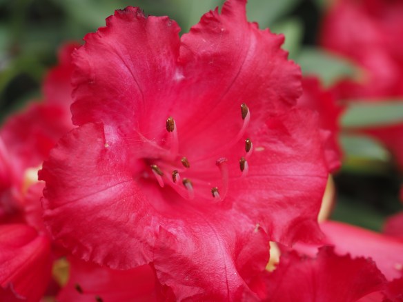 OLYMPUS DIGITAL CAMERA